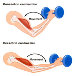 isotonic contraction