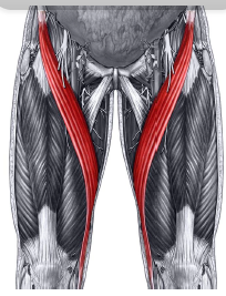 sartorius muscle pain